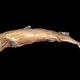 Etmopterus lailae. Image: Courtesy of Florida Atlantic University